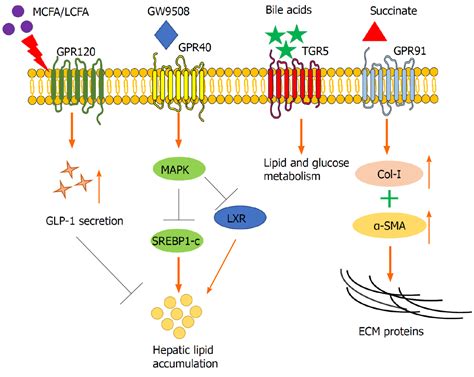 girk|Emerging roles for G protein